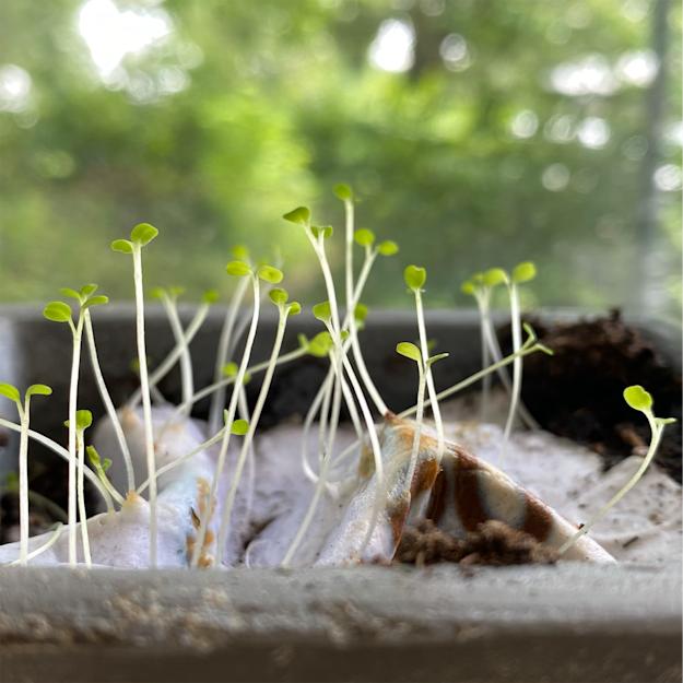 Pflanzbare Postkarten