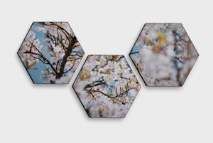 Acoustic Hexagon Panels