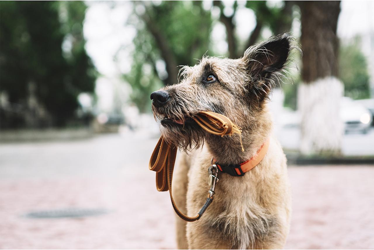 Hond vermist