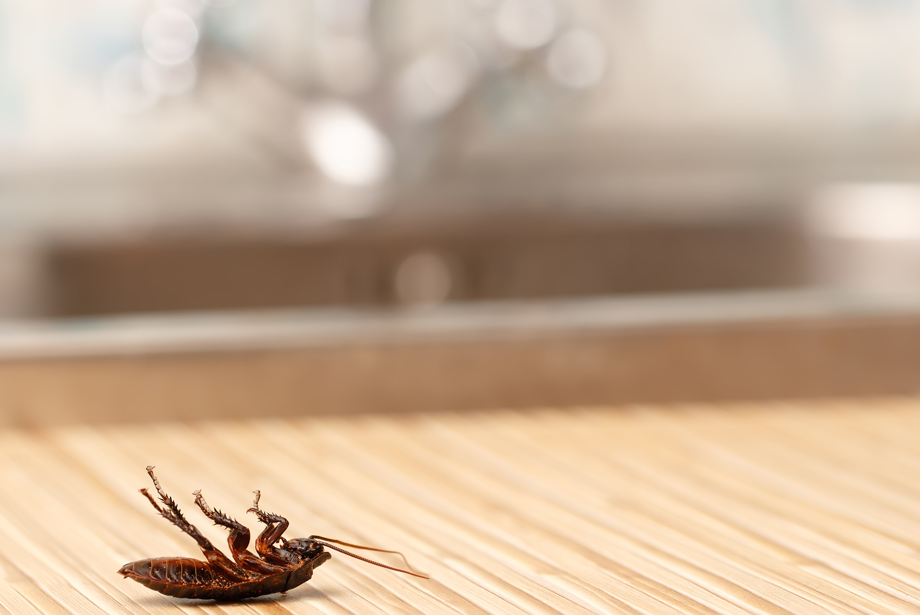 Ongediertebestrijding