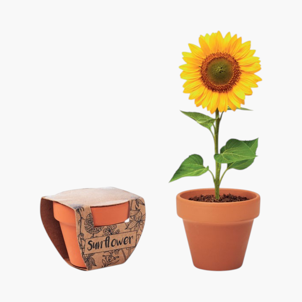 Terracotta pot met zonnebloem
