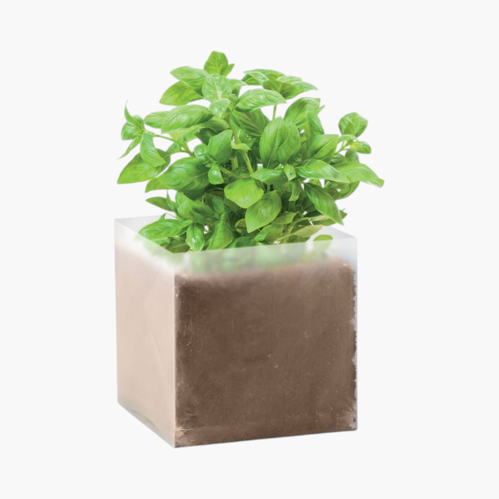 Basilicumset met zaden